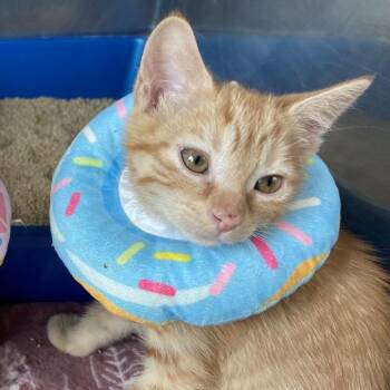 Domestic Short Hair Cats Available for Adoption in Wilmington, Delaware - Netflix | PetCurious