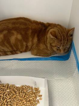 Rescue Domestic Short Hair Cats for Adoption in Greenfield, Indiana - Stitch | PetCurious