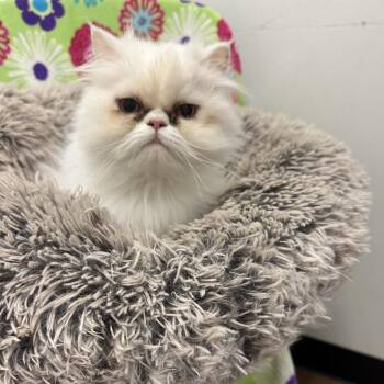 Persian Cats Available for Adoption in Quakertown, Pennsylvania - Cloud | PetCurious