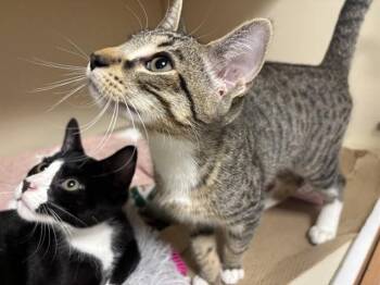 BALSAMIC -  Domestic Short Hair Cat for Adoption in Dedham, Massachusetts - BALSAMIC | PetCurious