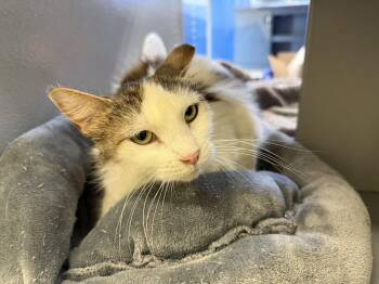 Domestic Long Hair Cats Available for Adoption in Phoenix, Arizona - Amelia | PetCurious