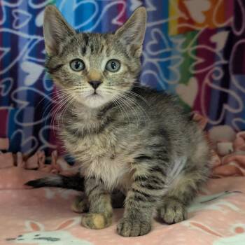 Mor -  Domestic Short Hair Cat for Adoption - Mor | PetCurious