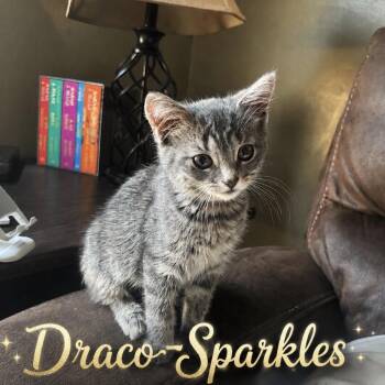 Draco-Sparkles -  Tabby Cat for Adoption in Wyandotte, Michigan - Draco-Sparkles | PetCurious