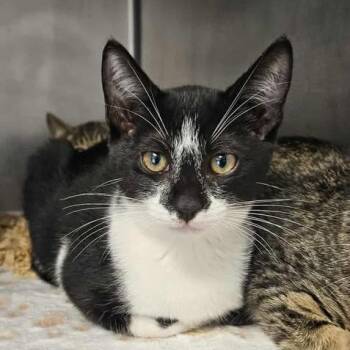 Rescue American Shorthair Cats for Adoption in Cleveland, Alabama - F063 | PetCurious