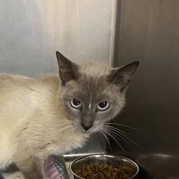 Indigo -  Siamese Cat for Adoption in Columbus, Georgia - Indigo | PetCurious