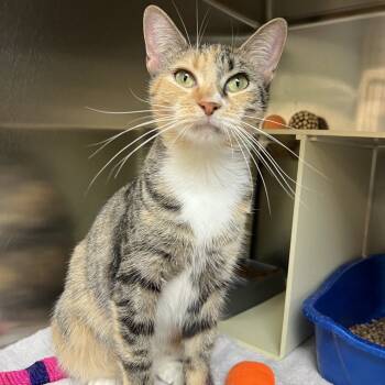 Rescue Domestic Short Hair Cats for Adoption in Vineland, New Jersey - Olive | PetCurious