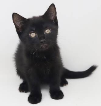 Bombay and Norwegian Forest Cat Cats Available for Adoption in Bedford Hills, New York - Shamrock Is Our Supergirl!  Super Tiny Super Cuddly Super Fun! | PetCurious