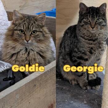 Domestic Long Hair Cats Available for Adoption - Georgie & Goldie | PetCurious