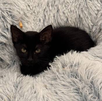 Georgia Mae -  Domestic Short Hair Cat for Adoption in Dallas, Texas - Georgia Mae | PetCurious