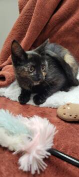 Rescue Domestic Short Hair and Tortoiseshell Cats for Adoption in Blaine, Minnesota - Bennie | PetCurious
