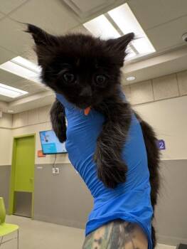SPOT -  Domestic Medium Hair Cat for Adoption in Las Vegas, Nevada - SPOT | PetCurious