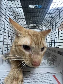 JUPITER -  Domestic Short Hair Cat for Adoption in Fort Lauderdale, Florida - JUPITER | PetCurious