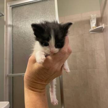 Red Velvet -  Domestic Short Hair Cat for Adoption in Bel Air, Maryland - Red Velvet | PetCurious