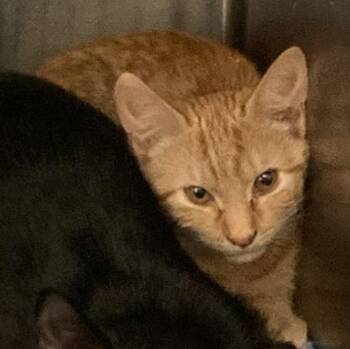 Caicos -  Domestic Short Hair Cat for Adoption in Prince Frederick, Maryland - Caicos | PetCurious
