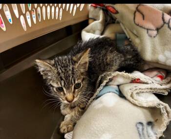 Oscar -  Domestic Short Hair Cat for Adoption in Bossier City, Louisiana - Oscar | PetCurious
