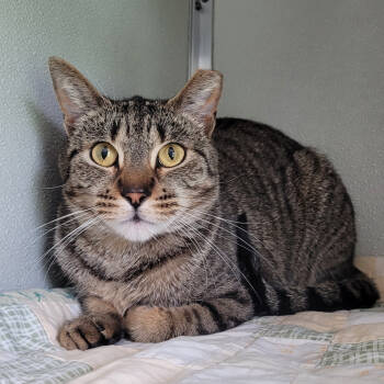 Rescue Domestic Short Hair Cats for Adoption in Chattanooga, Tennessee - Meighya | PetCurious