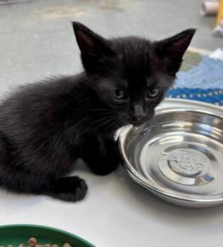 Buttons -  Domestic Short Hair Cat for Adoption in Daytona Beach, Florida - Buttons | PetCurious