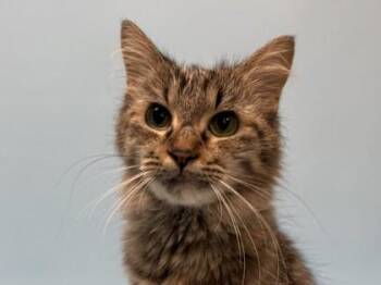 Chewbacca -  Domestic Medium Hair and Domestic Short Hair Cat for Adoption in Golden Valley, Minnesota - Chewbacca | PetCurious