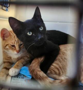 Pepsi Cola -  Domestic Short Hair Cat for Adoption in East Brunswick, New Jersey - Pepsi Cola | PetCurious