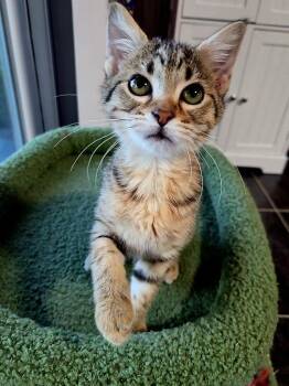 Churro -  Tabby Cat for Adoption in Minneapolis, Minnesota - Churro | PetCurious