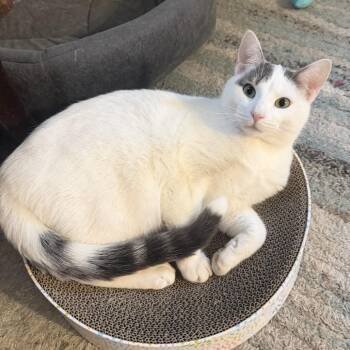 Domestic Short Hair Cats Available for Adoption in Medina, Ohio - Chorizo | PetCurious