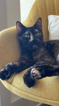 Luna -  Domestic Short Hair Cat for Adoption in Austin, Texas - Luna | PetCurious