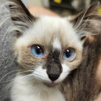 Savannah -  Domestic Long Hair and Snowshoe Cat for Adoption in Versailles, Kentucky - Savannah | PetCurious