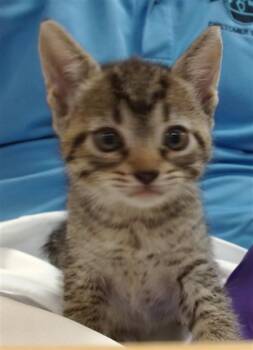 Domestic Short Hair Cats Available for Adoption in Doral, Florida - MERCY | PetCurious