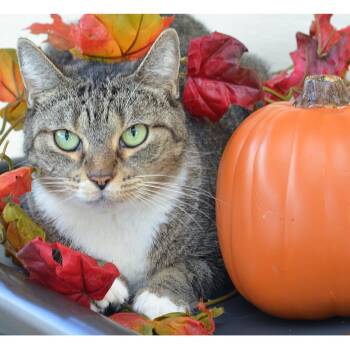 Neferiti -  Domestic Short Hair and Tabby Cat for Adoption in Sanford, Florida - Neferiti | PetCurious