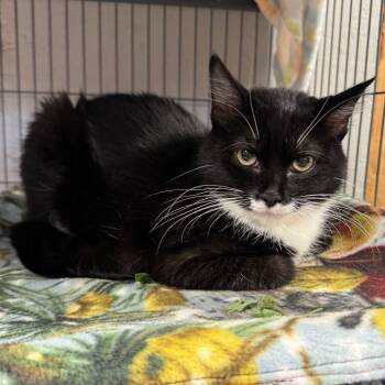 Rescue Domestic Short Hair Cats for Adoption in Puslinch, Ontario - Alex | PetCurious