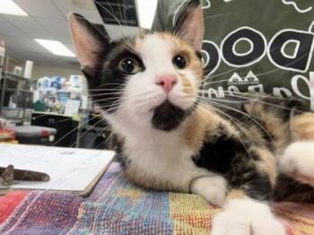 Tara -  Domestic Short Hair Cat for Adoption in Lowell, Massachusetts - Tara | PetCurious