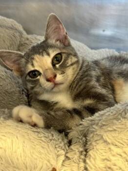 Daisy -  Domestic Short Hair Cat for Adoption in Roseville, California - Daisy | PetCurious