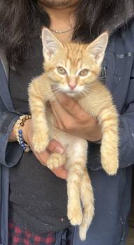 Domestic Short Hair Cats Available for Adoption in Napa, California - Tango Napa | PetCurious
