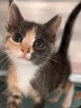 Nesta -  Domestic Short Hair Cat for Adoption in Labelle, Florida - Nesta | PetCurious