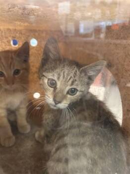 A798076 -  Domestic Short Hair Cat for Adoption in Louisville, Kentucky - A798076 | PetCurious