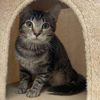 Rescue Domestic Short Hair Cats for Adoption in Indiana, Pennsylvania - Harmony | PetCurious