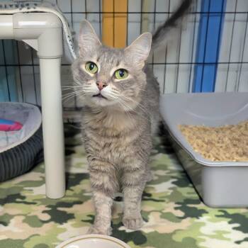 Belle -  Domestic Short Hair Cat for Adoption - Belle | PetCurious