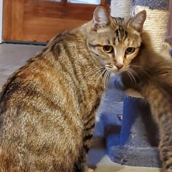 Egwaine Birchett -  Domestic Short Hair Cat for Adoption in Eagle Mountain, Utah - Egwaine Birchett | PetCurious
