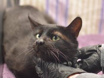Domestic Short Hair Cats Available for Adoption in Portland, Oregon - Timmy Two | PetCurious