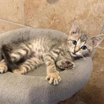 Burney -  American Shorthair Cat for Adoption in Spring Hill, Kansas - Burney | PetCurious