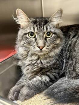 Baby Bear -  Domestic Long Hair Cat for Adoption in Wichita, Kansas - Baby Bear | PetCurious