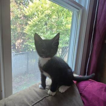 Roy -  Tuxedo Cat for Adoption in Woodbridge Township, New Jersey - Roy | PetCurious