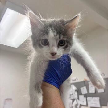 Snow Leopard -  Domestic Long Hair Cat for Adoption in Charleston, West Virginia - Snow Leopard | PetCurious