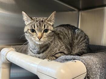 Domestic Short Hair Cats Available for Adoption in Minneapolis, Minnesota - PARISSA | PetCurious