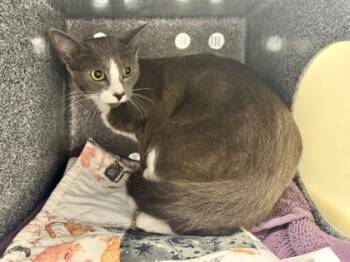 Carpathia -  Domestic Short Hair Cat for Adoption in Daytona Beach, Florida - Carpathia | PetCurious