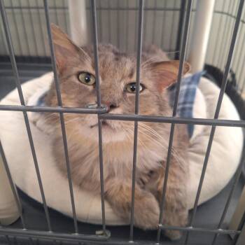 Domestic Long Hair Cats Available for Adoption in Attica, New York - Theo | PetCurious