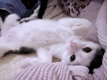 Teletubbies:  Tinky Winky -  Domestic Short Hair Cat for Adoption - Teletubbies:  Tinky Winky | PetCurious