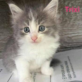 Trixi -  Domestic Long Hair Cat for Adoption in West Plains, Missouri - Trixi | PetCurious