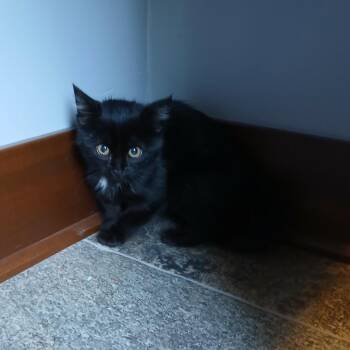 Mr. Fierce -  Domestic Medium Hair Cat for Adoption in Rochester, Minnesota - Mr. Fierce | PetCurious
