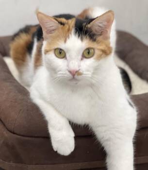 Rescue Domestic Short Hair and Calico Cats for Adoption in Lemont, Illinois - Dolly | PetCurious